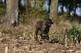 BOUVIER DES ARDENNES 283